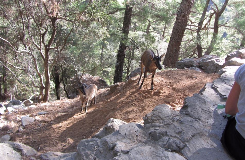 Samaria Gorge with Escort Full Day Tour