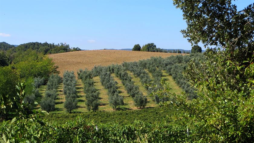 Wine, Beer and Olive Oil Tasting